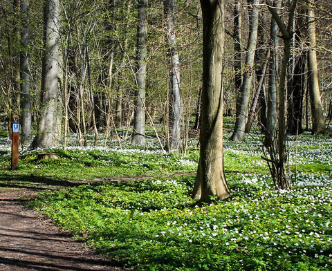 Boserup Skov er en af de statsejede skove i Roskilde Kommune