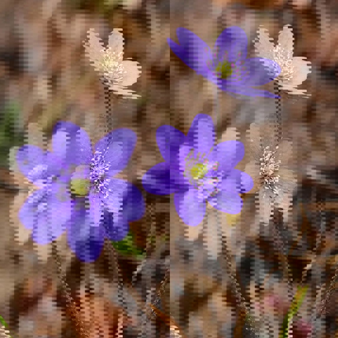 Blå anemoner