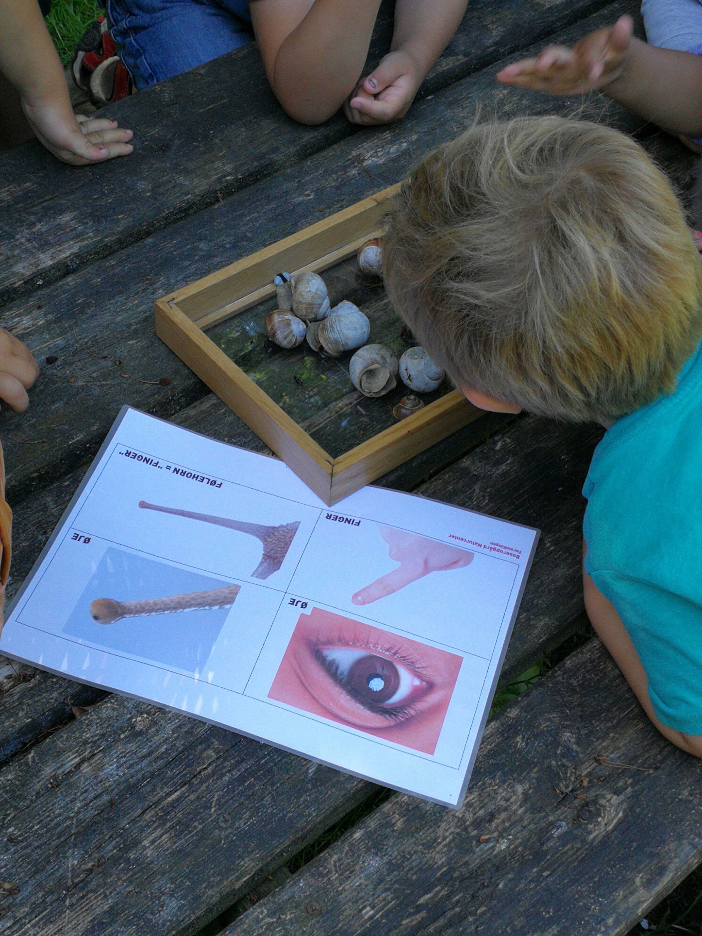 Børn, der kigger på snegle