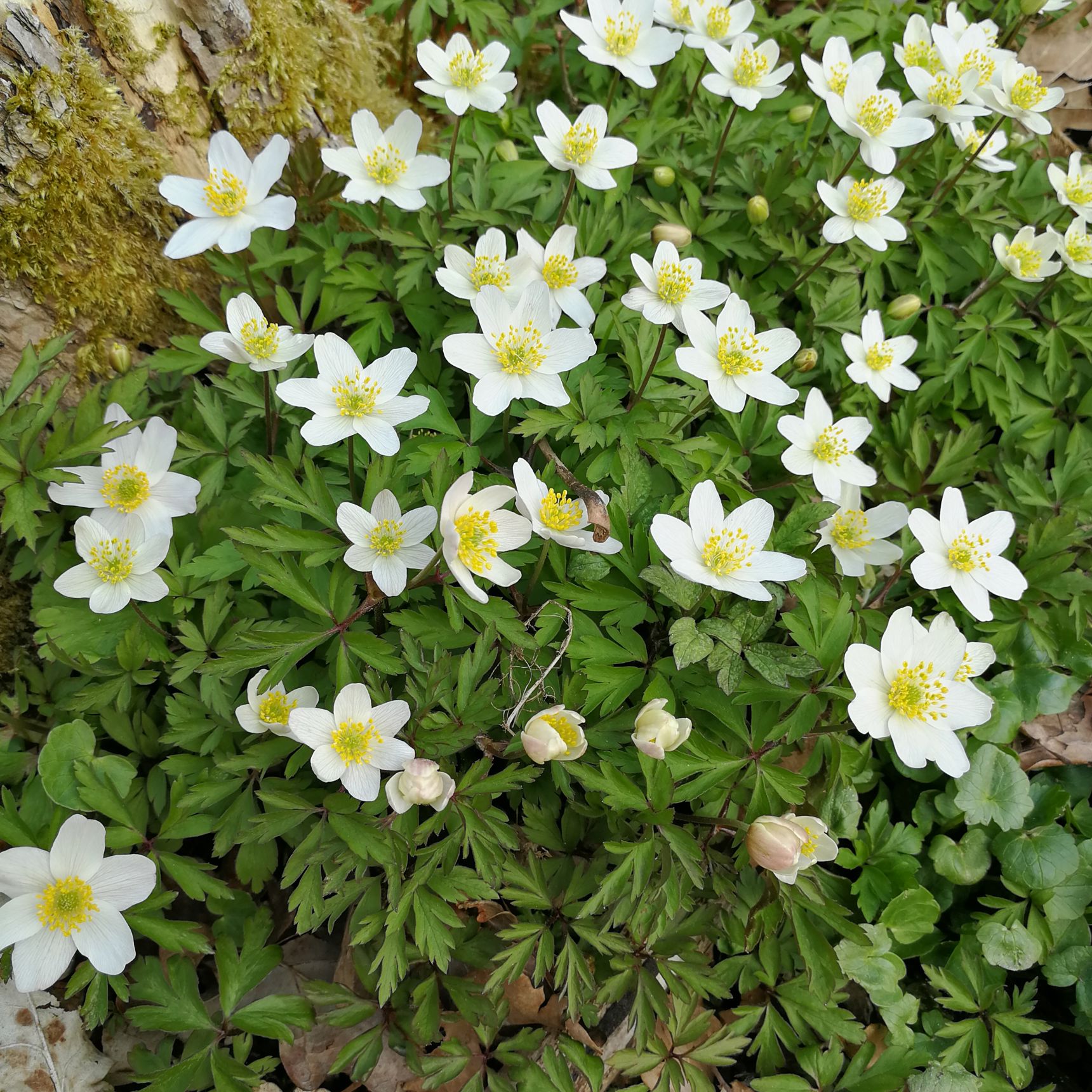 Anemoner
