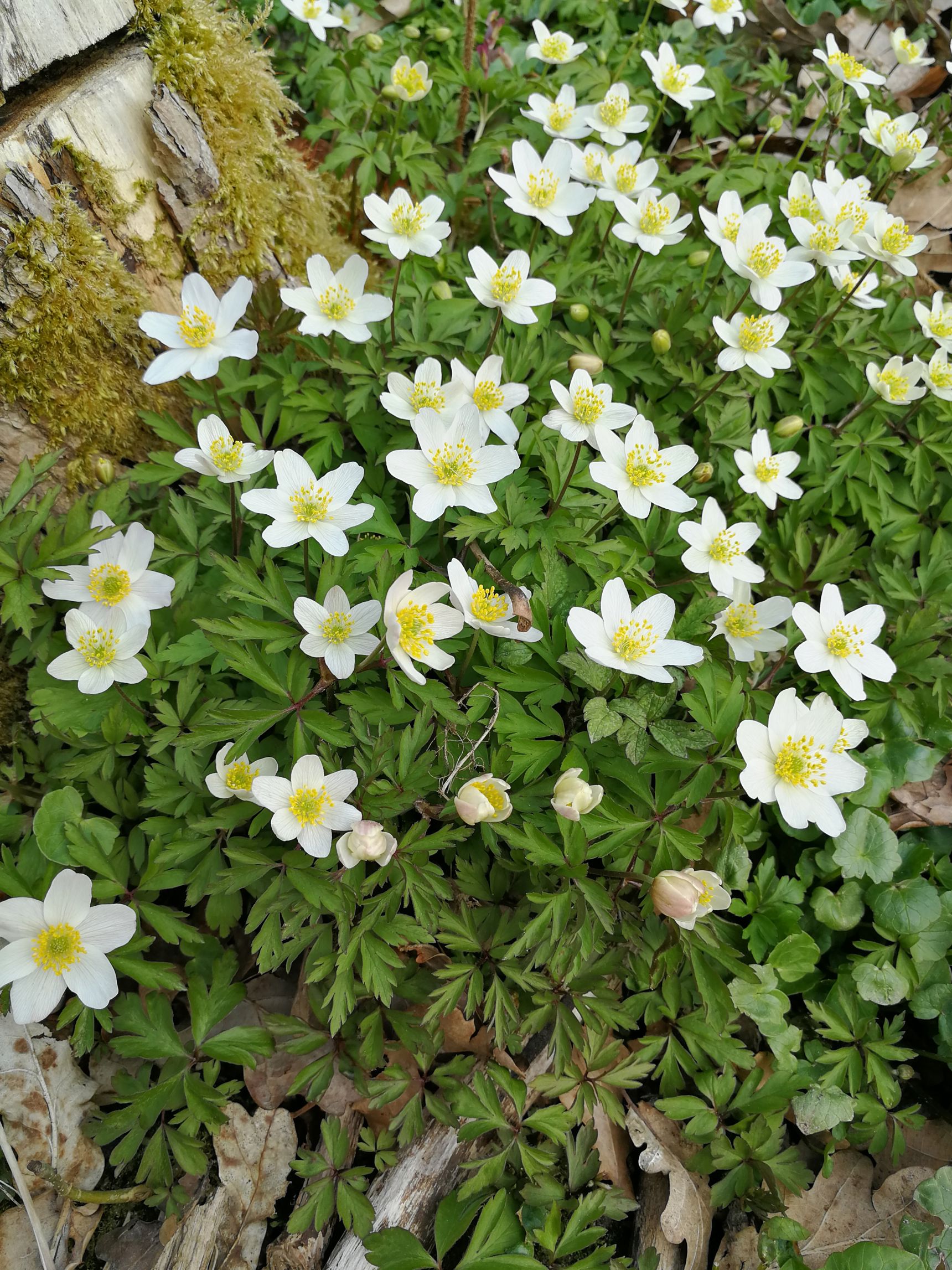 Anemoner