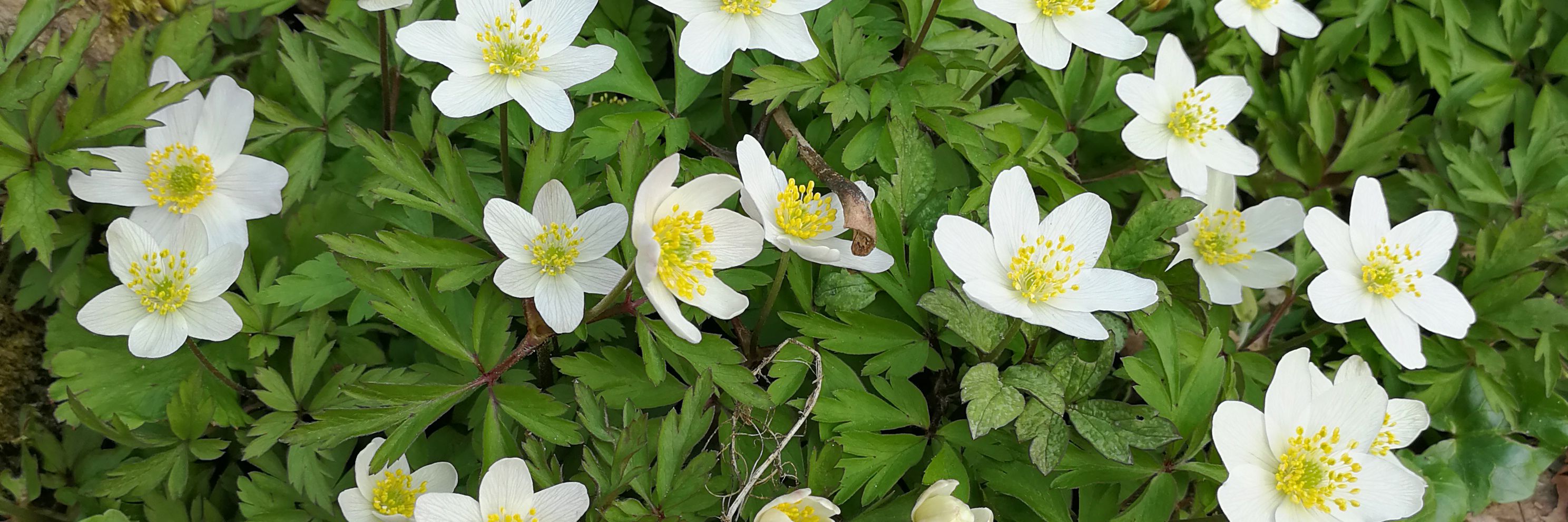 Anemoner